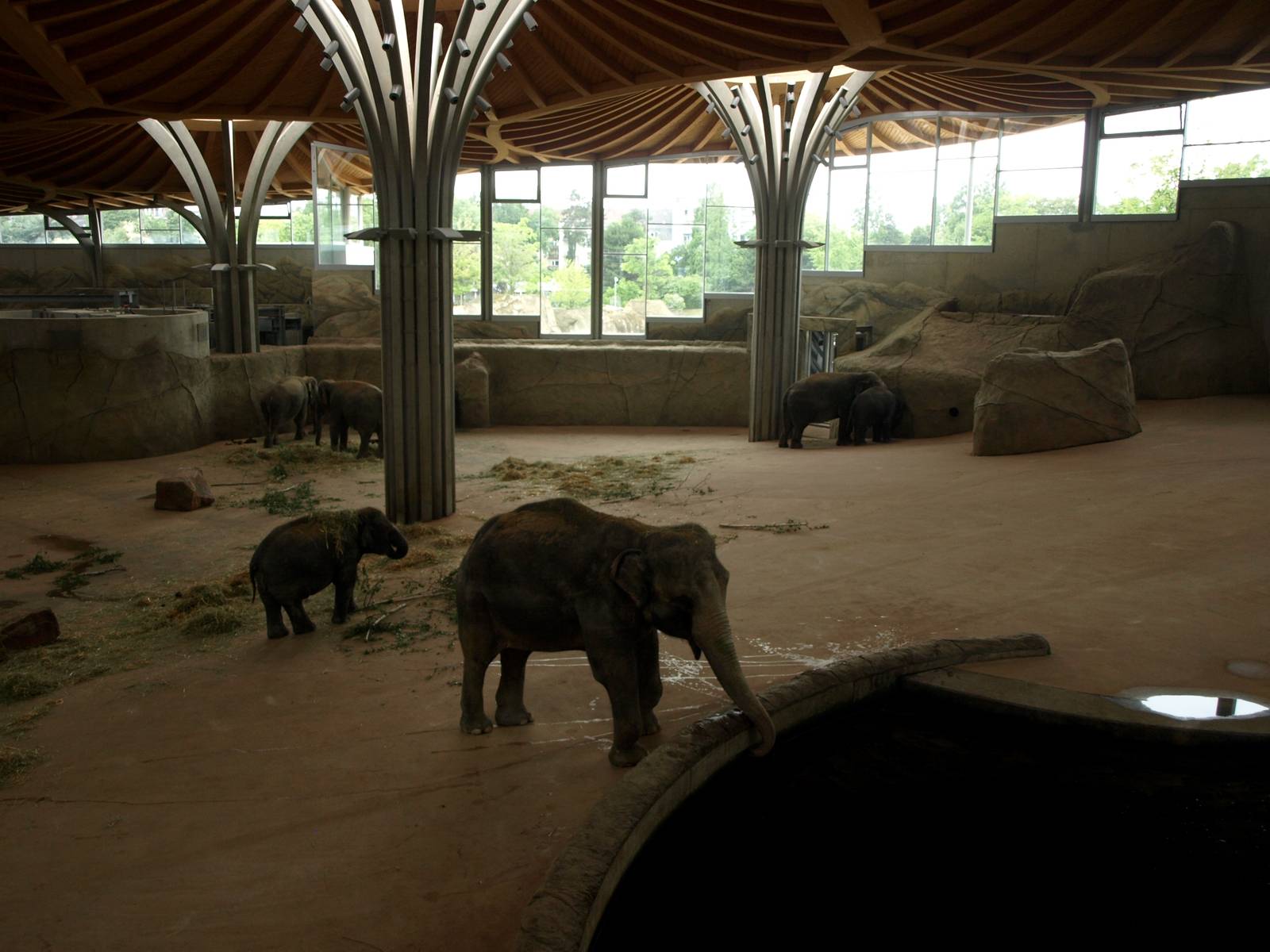 Cologne Zoo - Elefantenpark