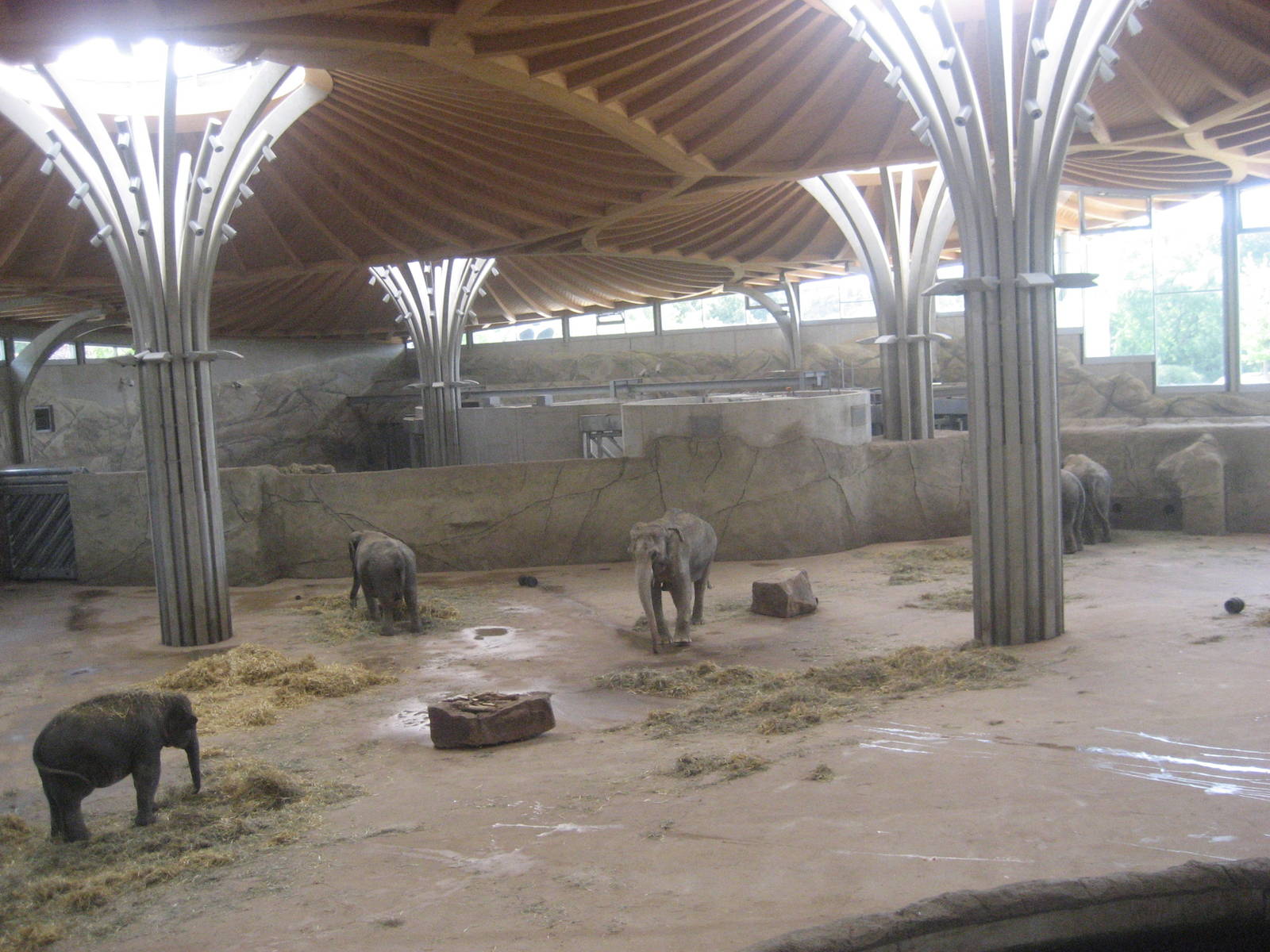 Cologne Zoo - Elephant park
