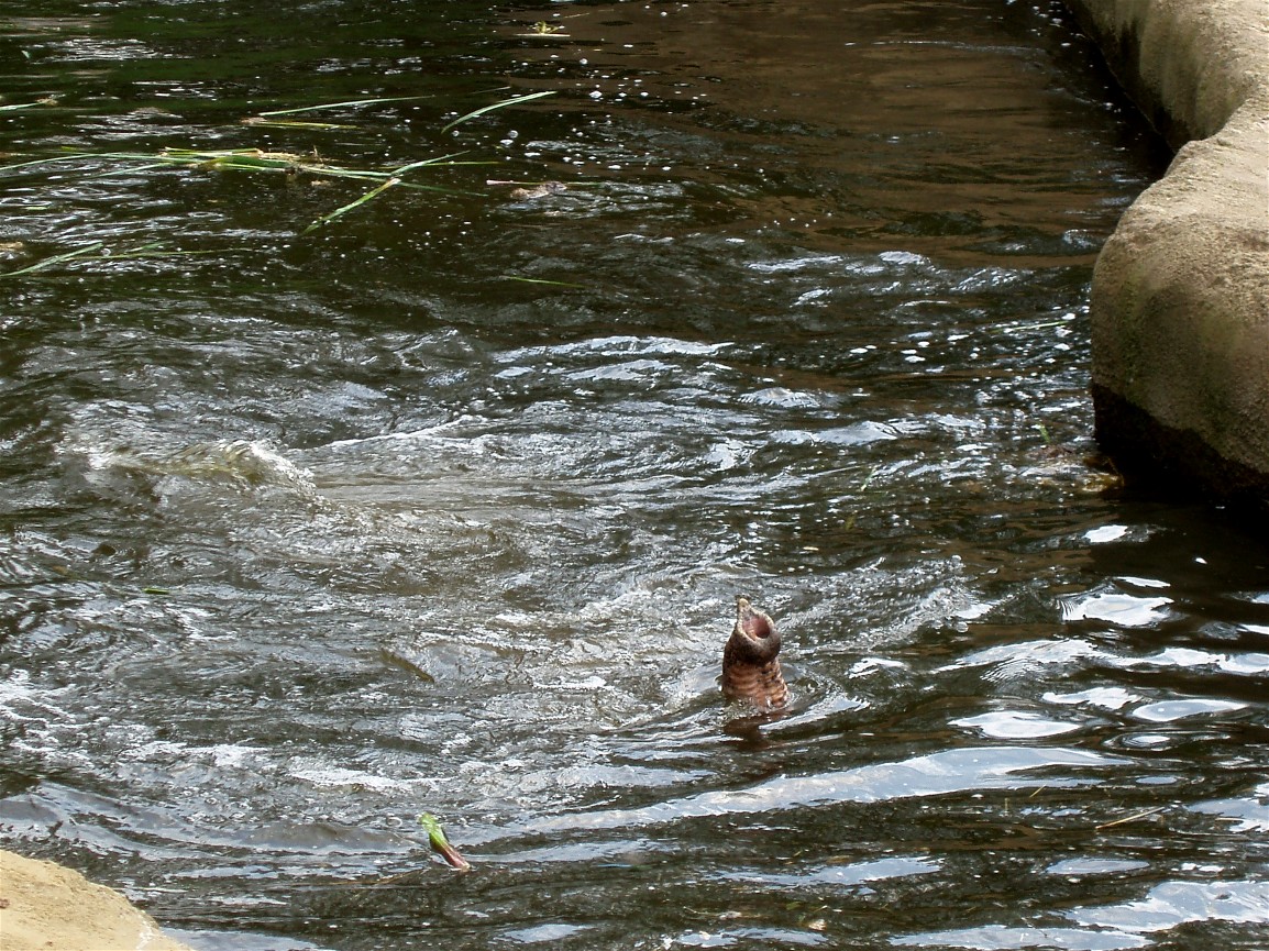 Cologne Zoo - Elephant swimming