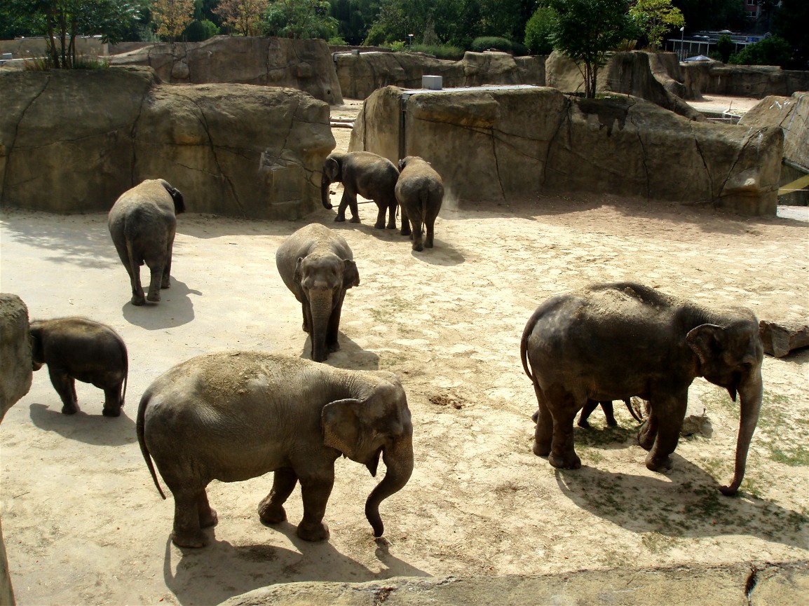Cologne Zoo - Elephants
