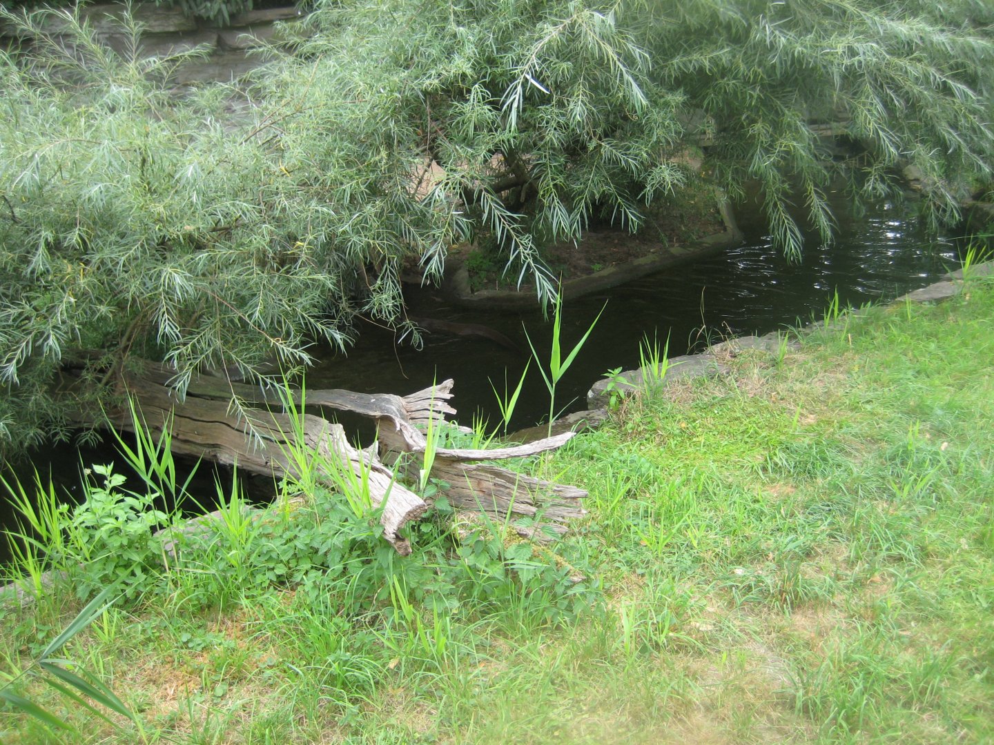 Cologne Zoo - Eurasian otter exhibit