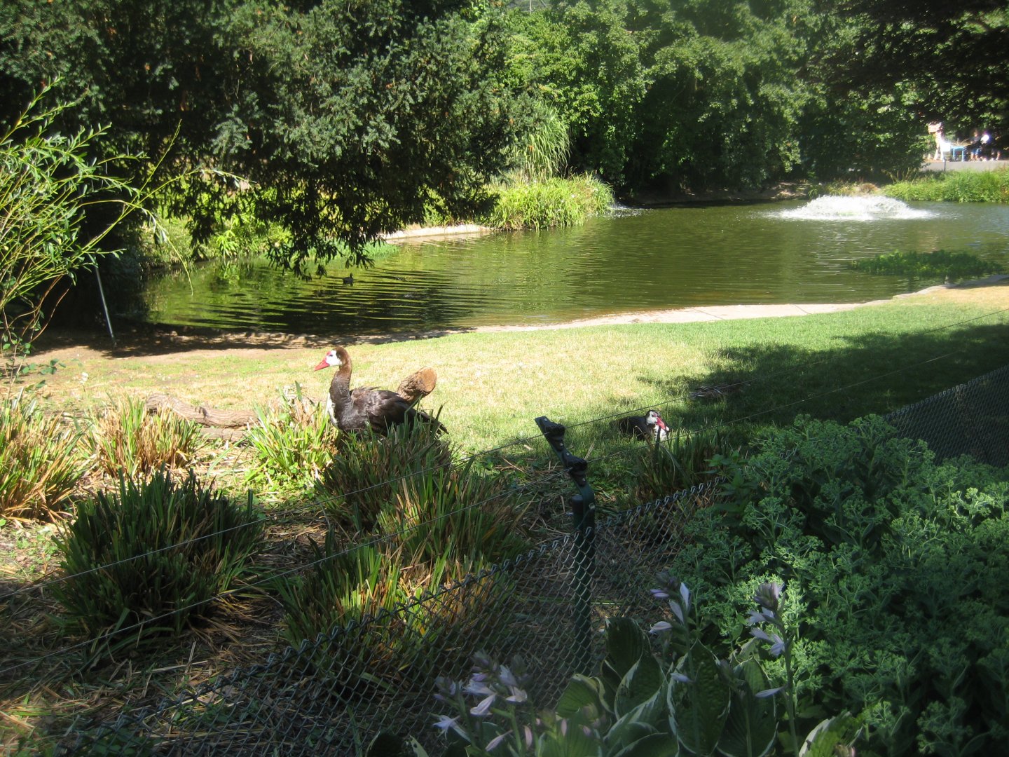 Cologne Zoo - European/North American waterfowl exhibit