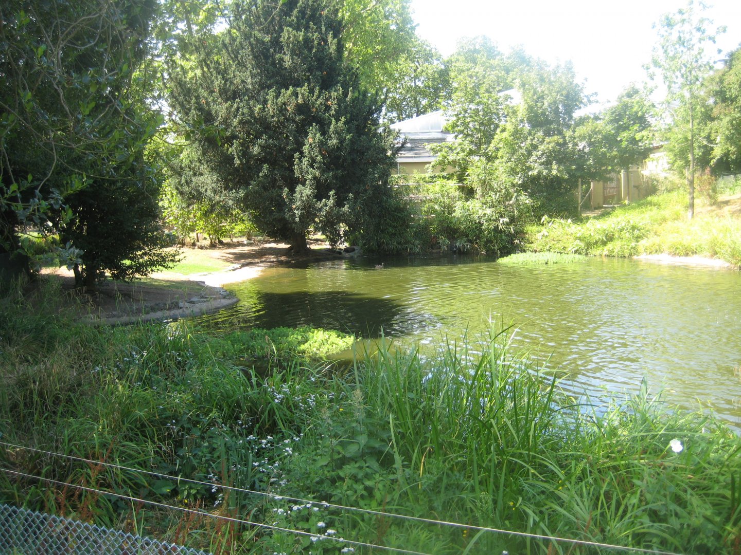 Cologne Zoo - European/North American waterfowl exhibit