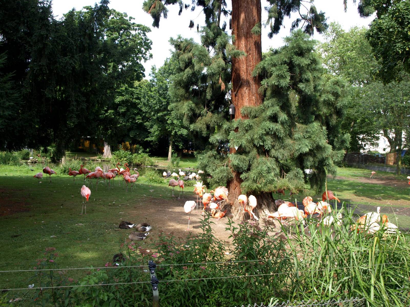 Cologne Zoo - Flamingo enclosure