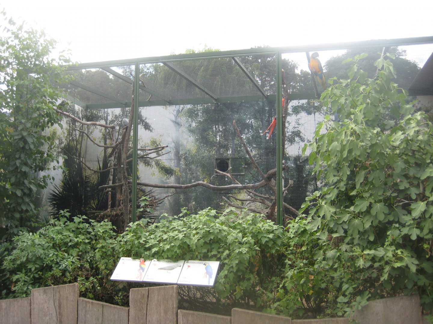 Cologne Zoo - Flight show aviary