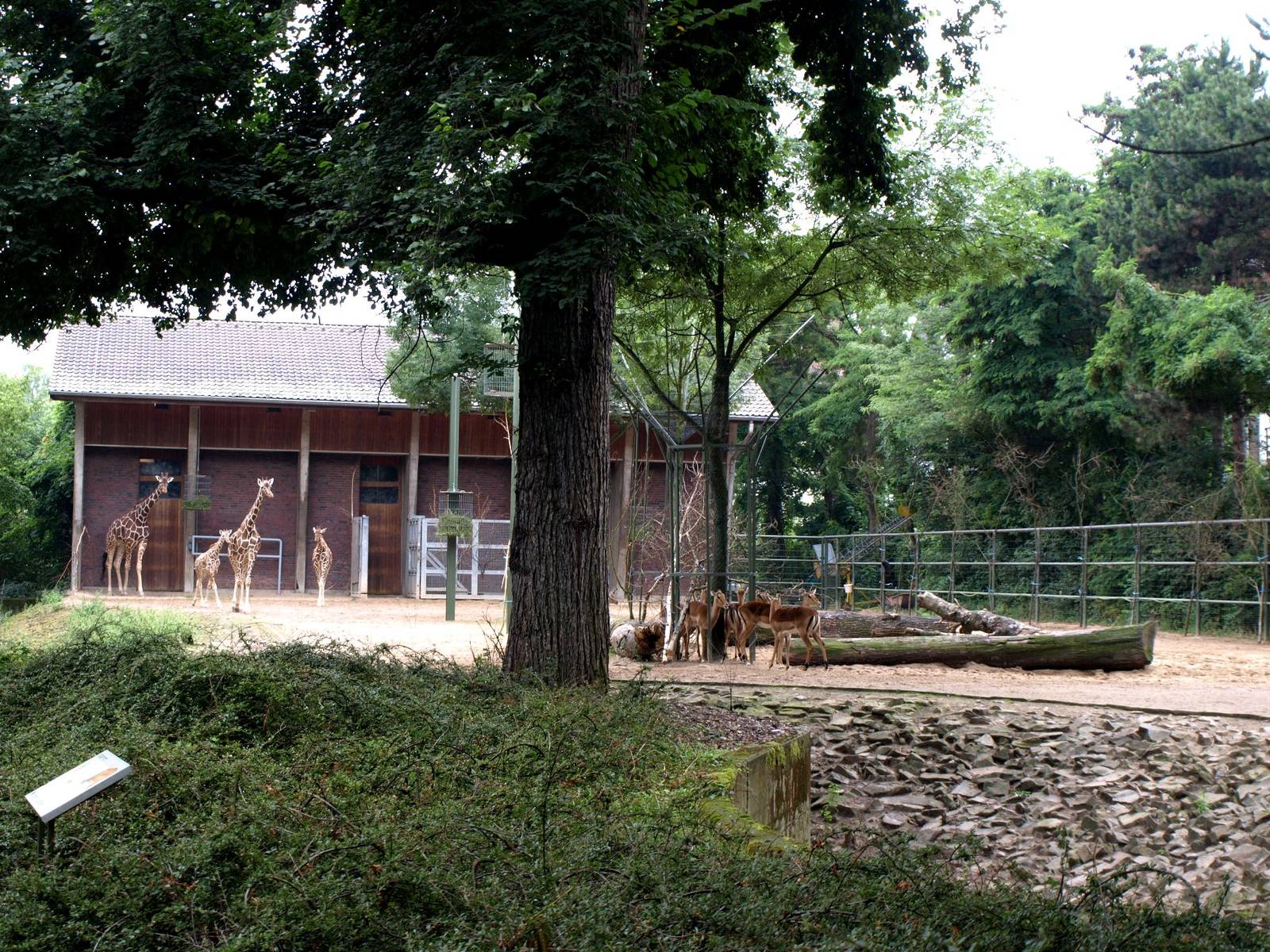 Cologne Zoo - Giraffe enclosure