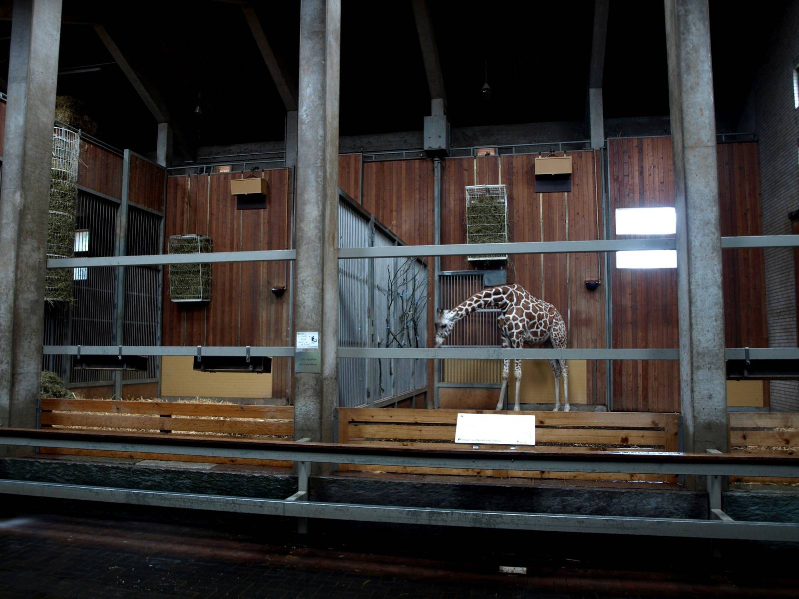 Cologne Zoo - Giraffe House