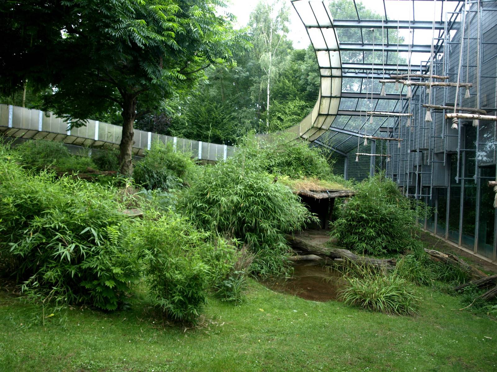 Cologne Zoo - Gorilla exhibit