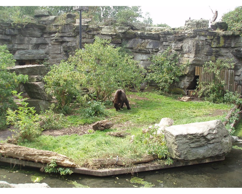 Cologne Zoo - Grizzly bears