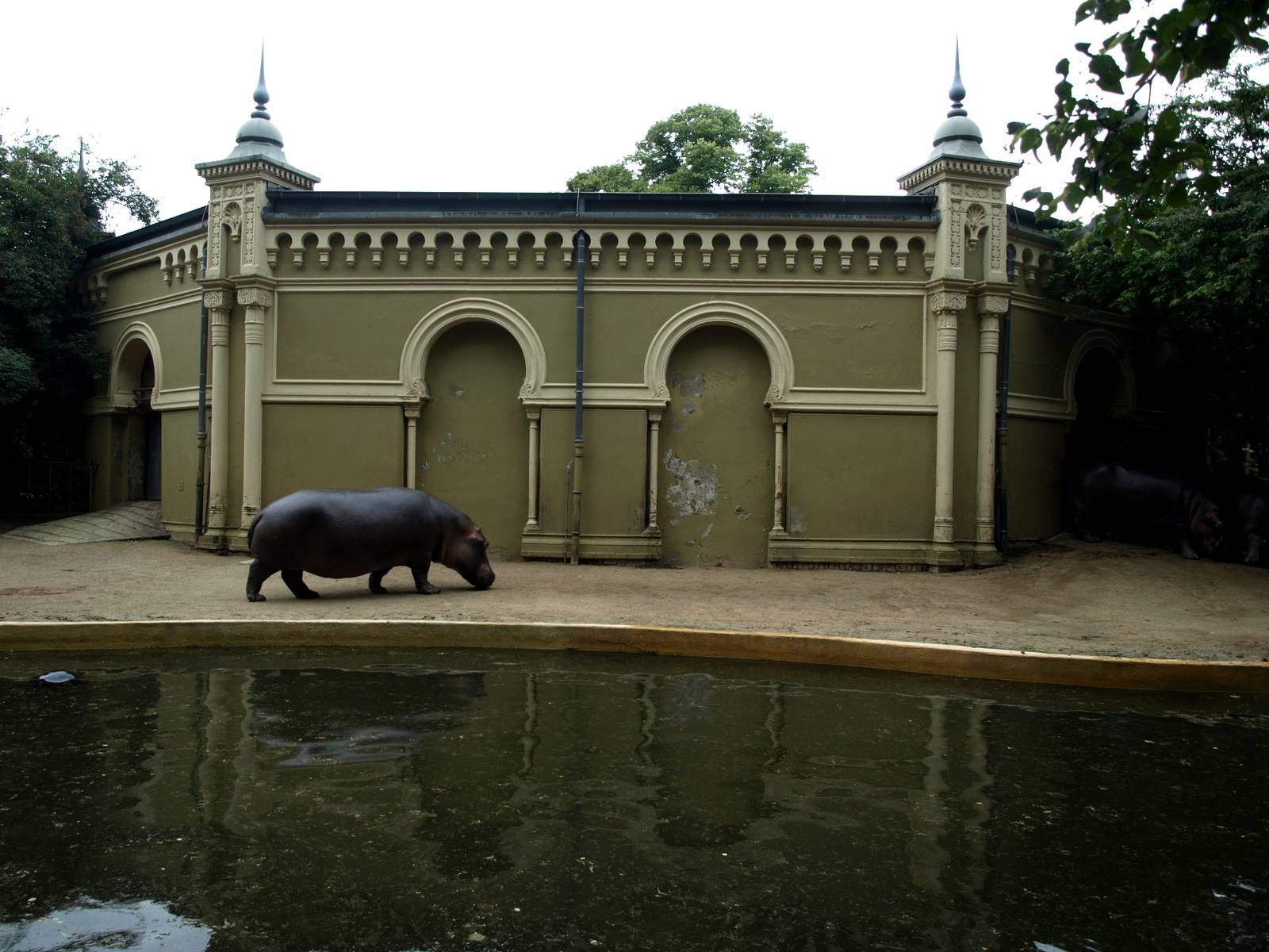 Cologne Zoo - Hippo exhibit
