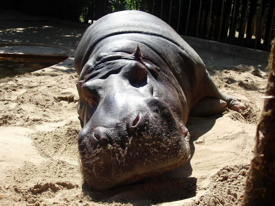 Cologne Zoo - Hippo