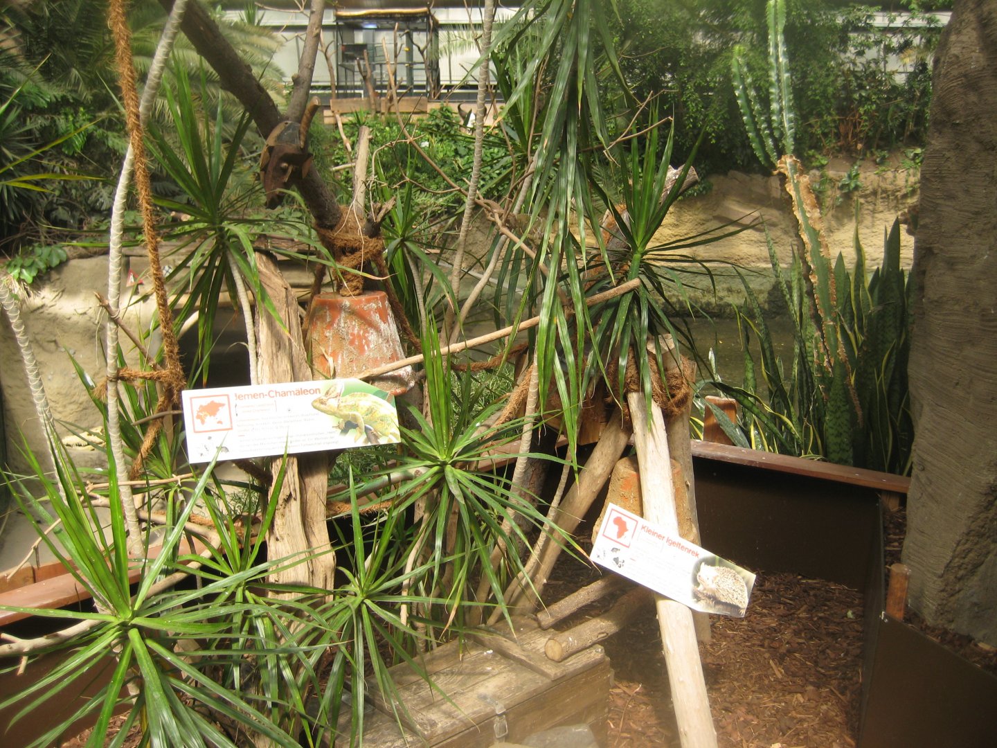 Cologne Zoo - Hippodom - Chameleon/tenrec exhibit