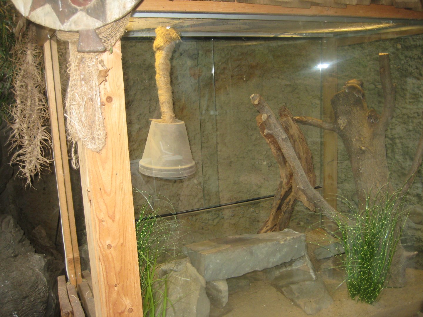 Cologne Zoo - Hippodom - Spiny mouse exhibit