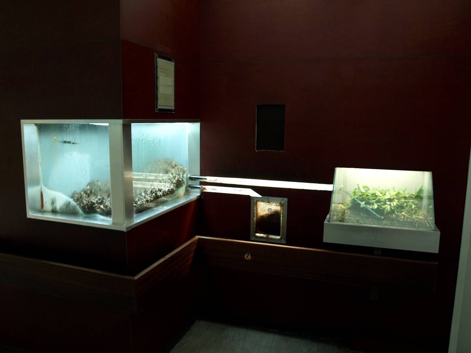 Cologne Zoo - Leaf-cutter ant exhibit