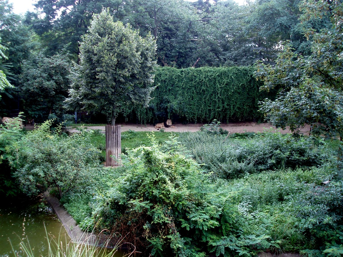 Cologne Zoo - Lion exhibit
