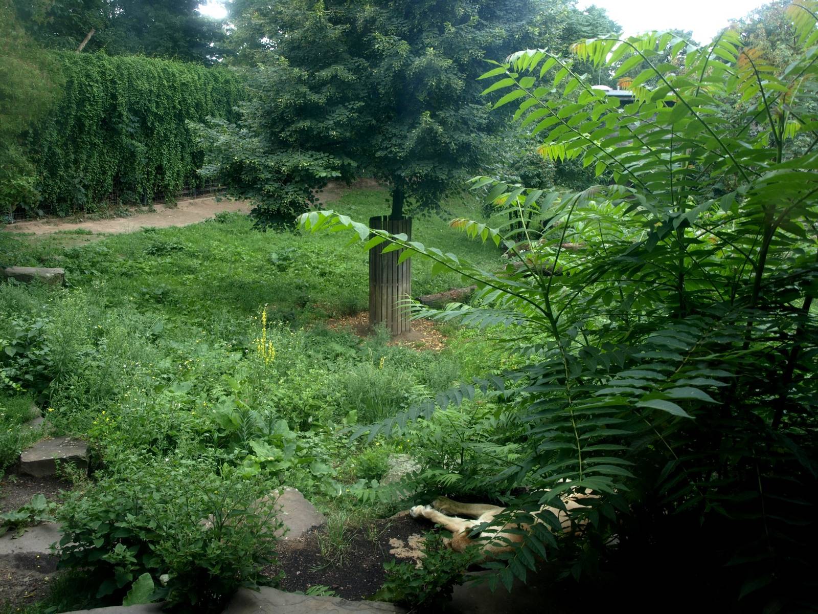 Cologne Zoo - Lion exhibit