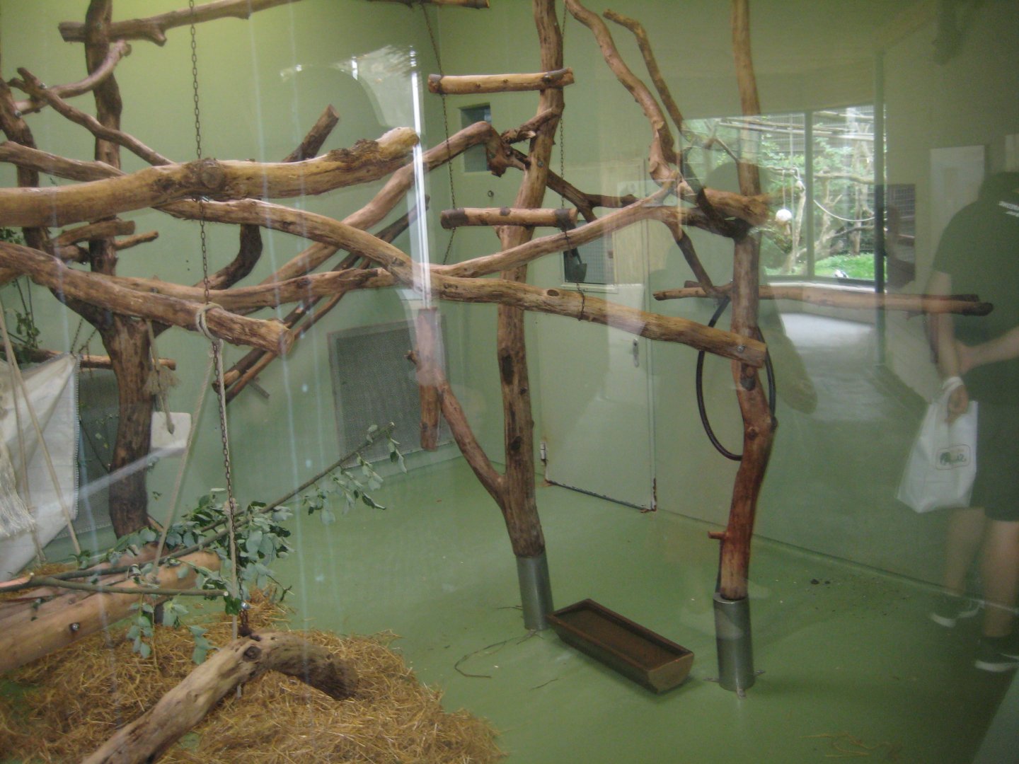 Cologne Zoo - Lion-tailed macaque exhibit
