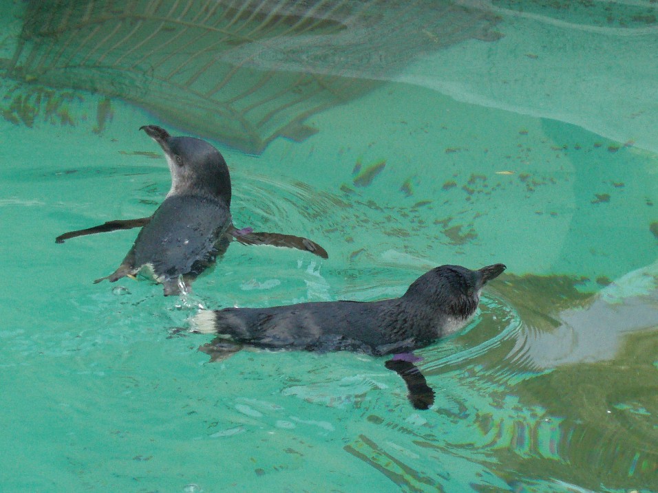 Cologne Zoo -  Little blue penguins