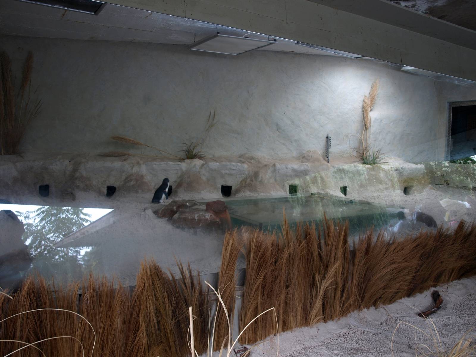 Cologne Zoo - Little penguin exhibit