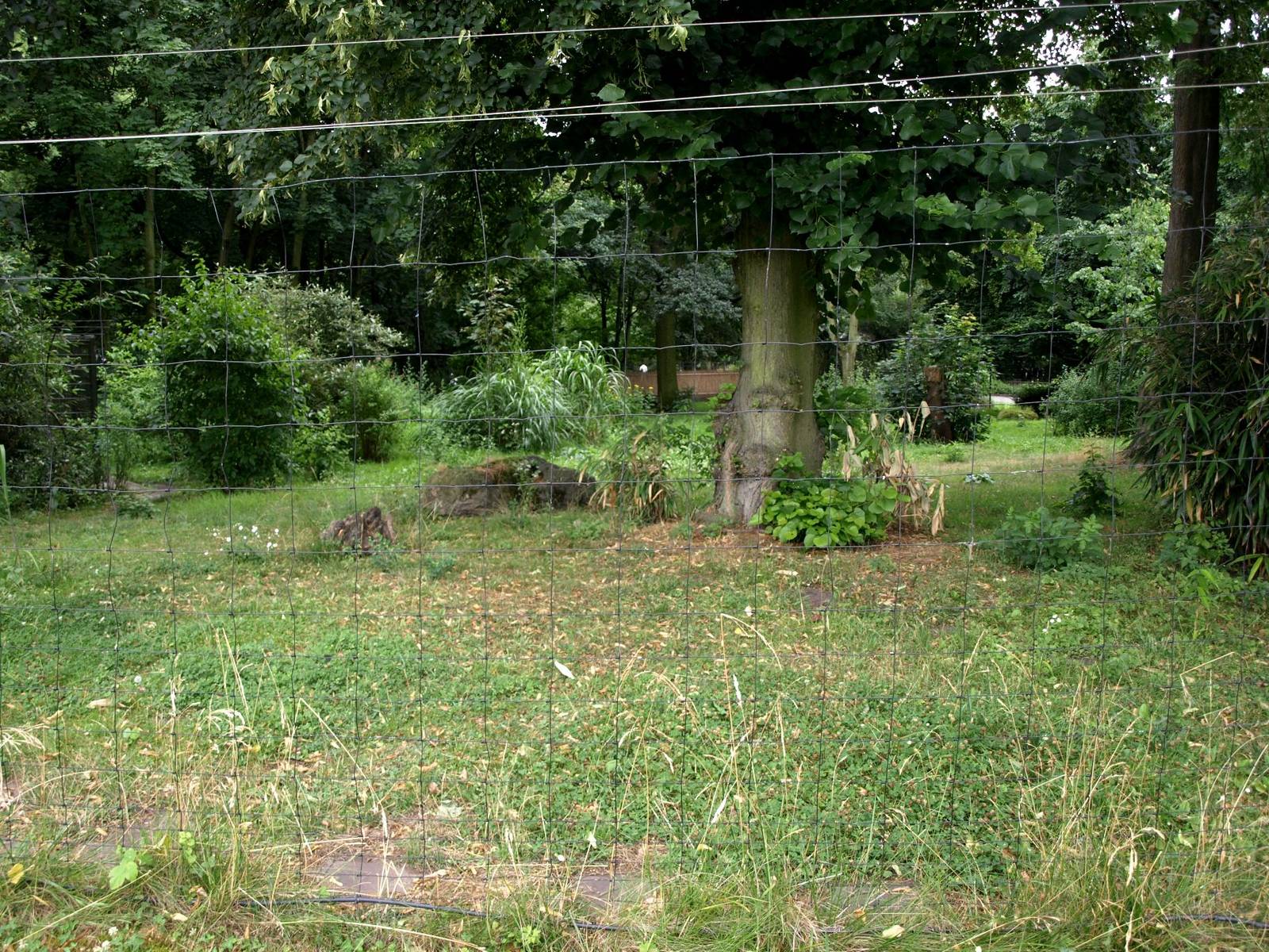Cologne Zoo - Maned wolf enclosure