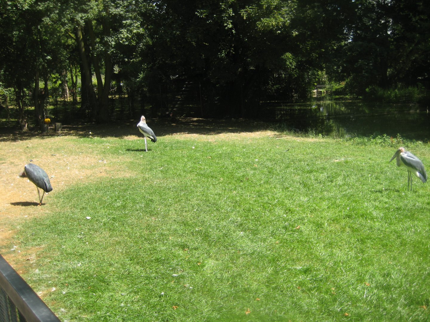 Cologne Zoo - Marabou stork/hornbill exhibit