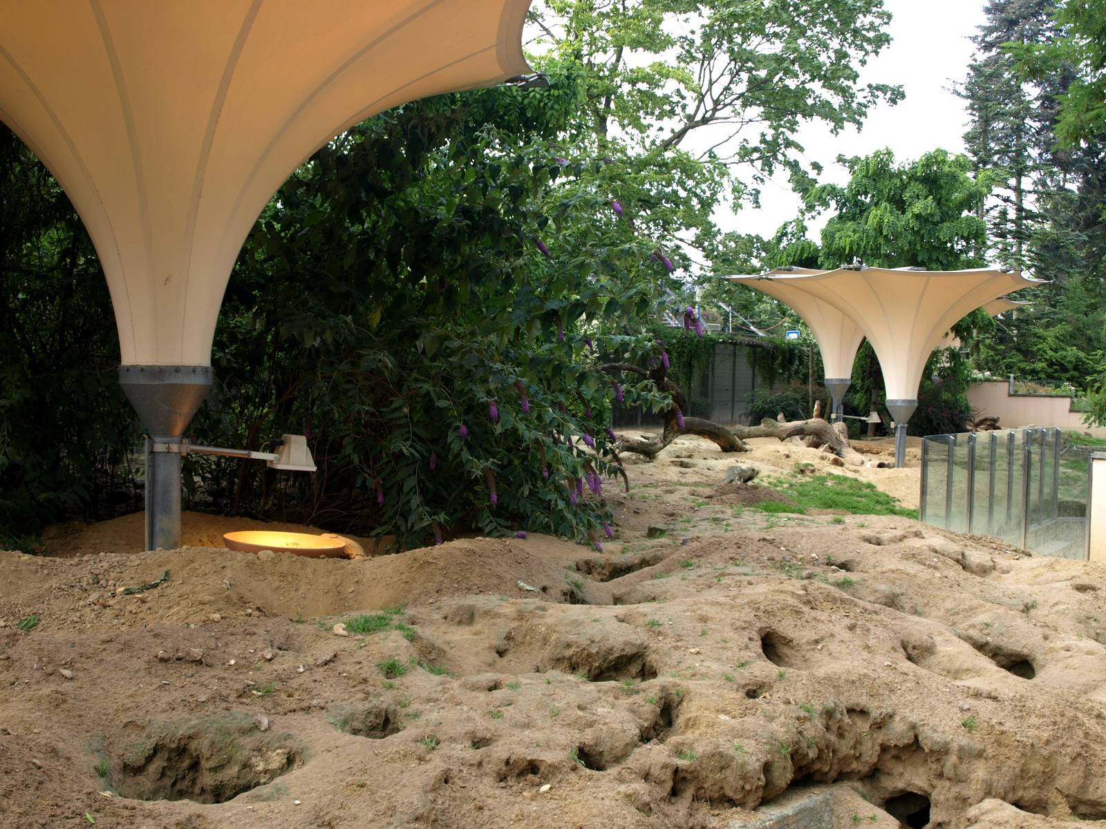 Cologne Zoo - Meerkat exhibit