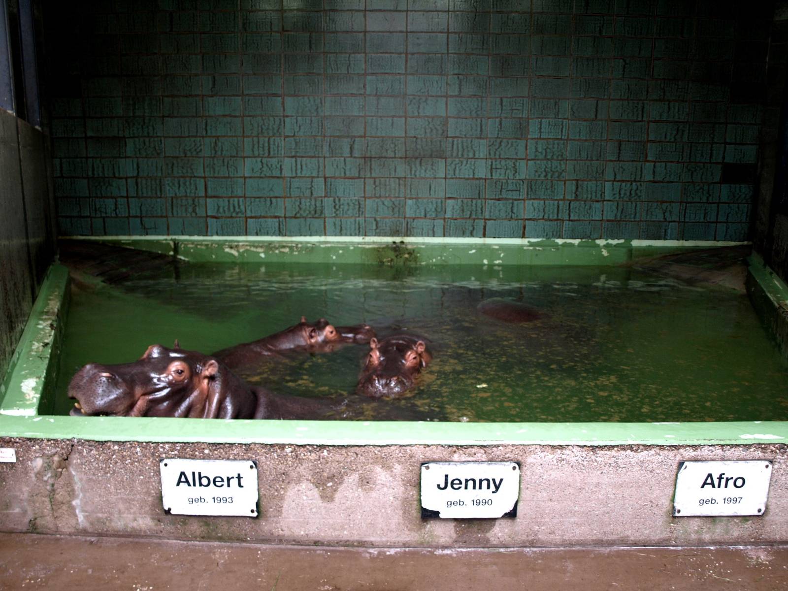 Cologne Zoo - Moorish House (hippo)