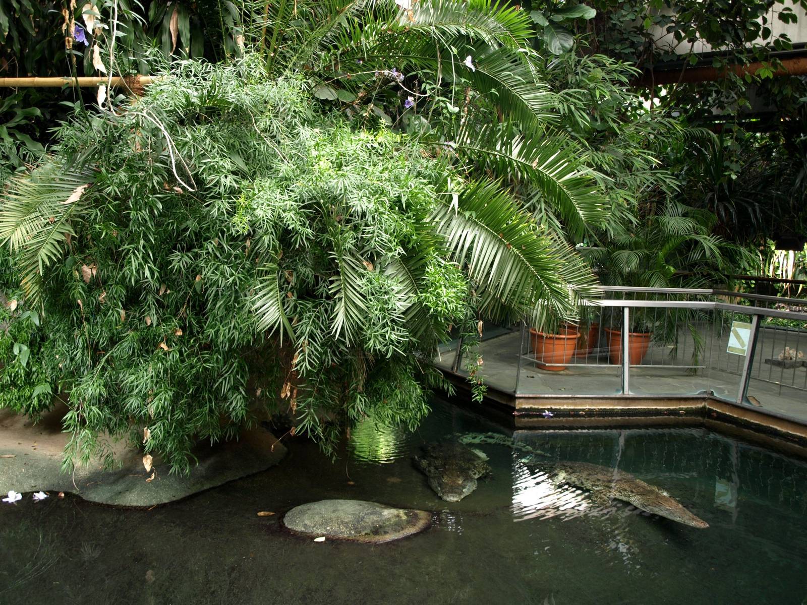 Cologne Zoo - Nile crocodile exhibit