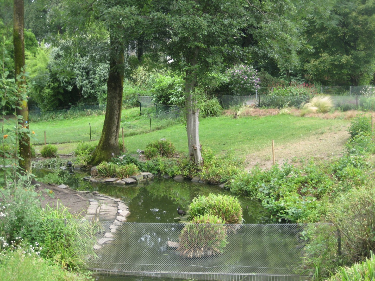 Cologne Zoo - Oceanian waterfowl exhibit