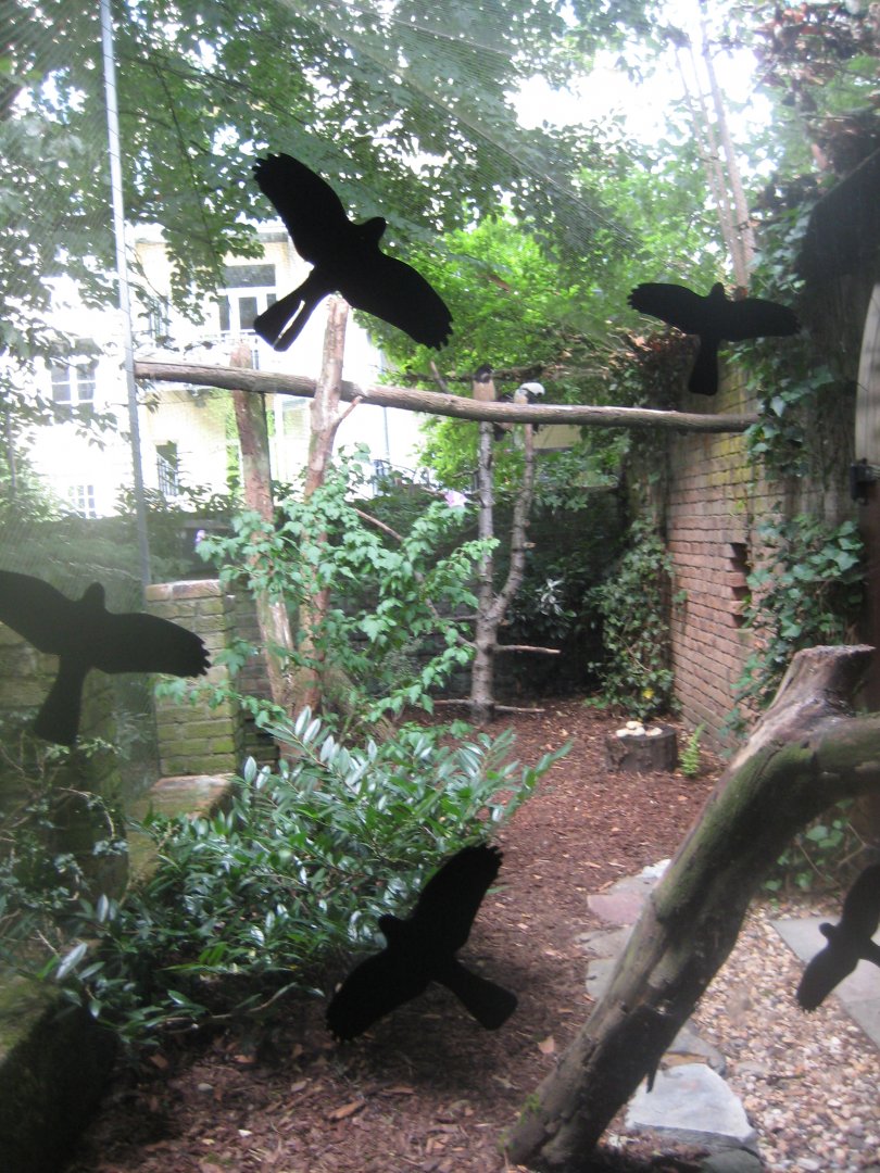 Cologne Zoo - Owl monastery - Spectacled owl aviary