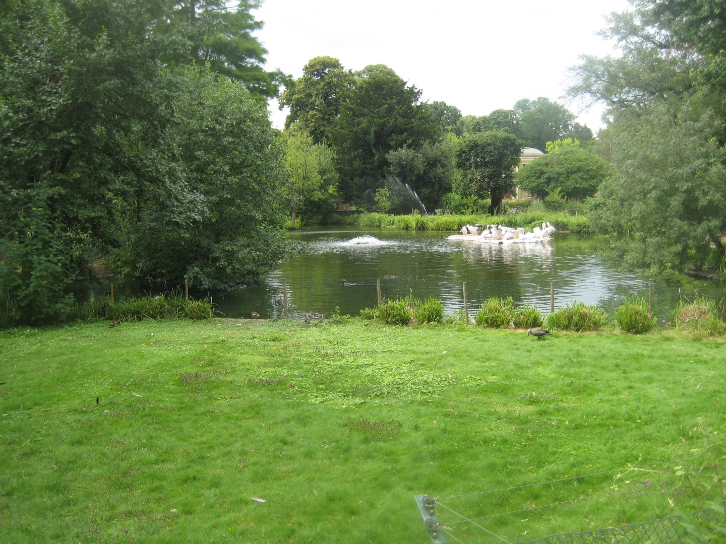 Cologne Zoo - Pelican exhibit
