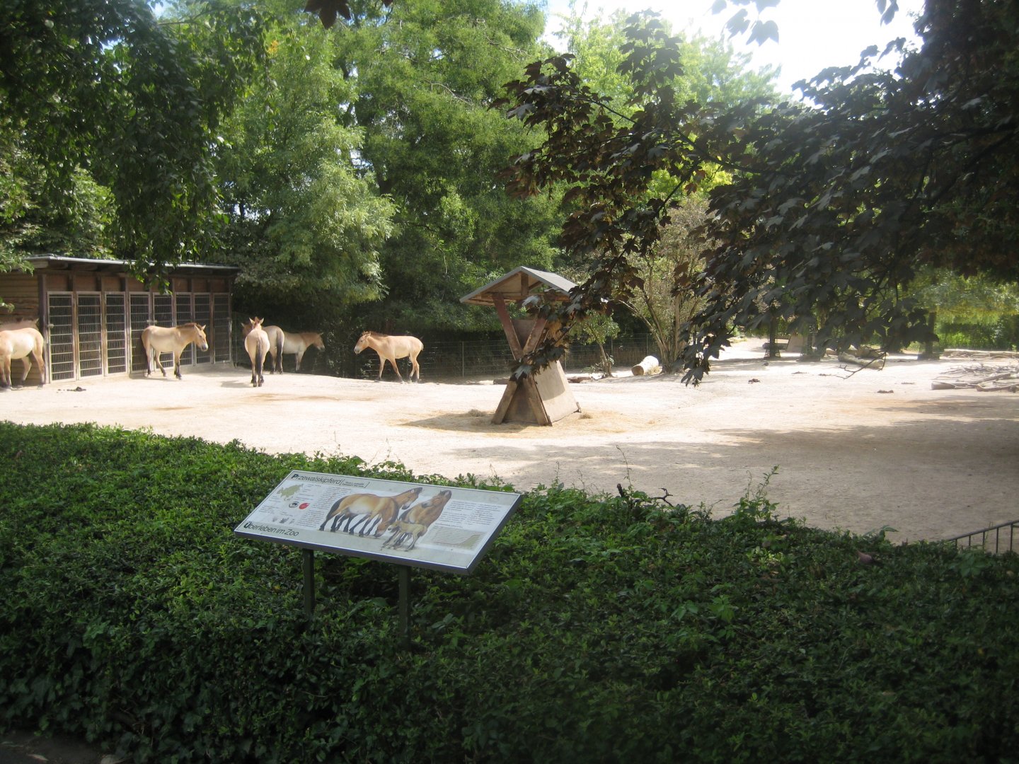 Cologne Zoo - Przewalski's horse exhibit