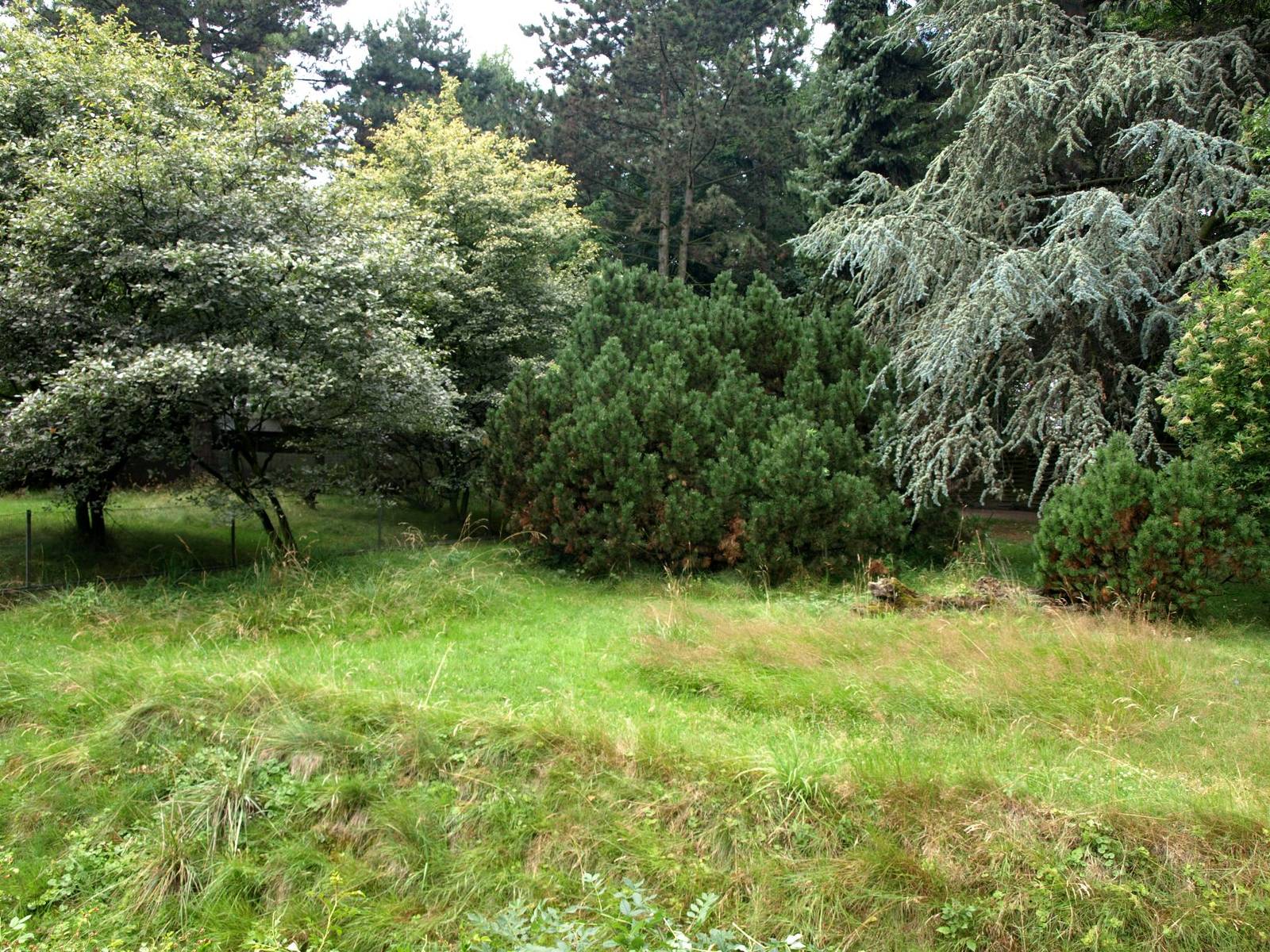 Cologne Zoo - Pudu exhibit