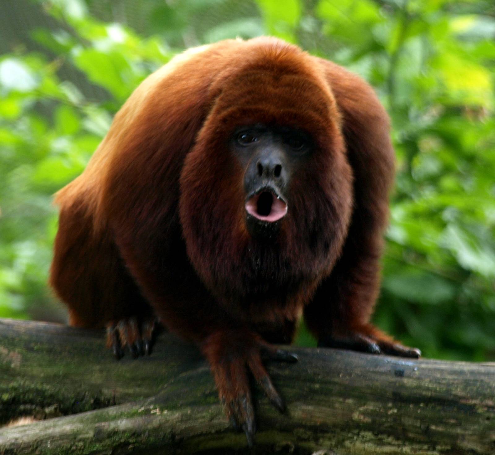 Cologne Zoo - Red howler monkey