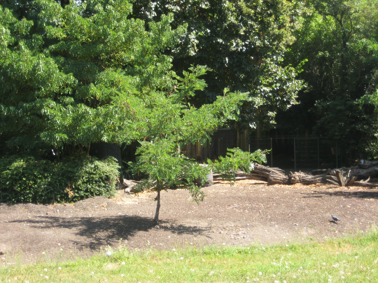 Cologne Zoo - Red river hog exhibit