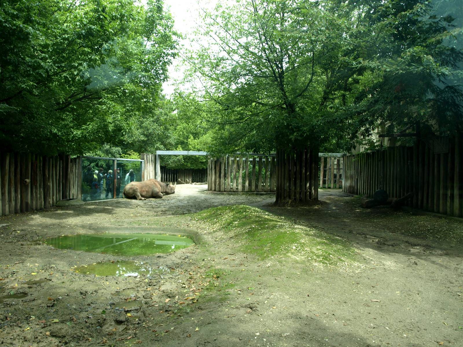 Cologne Zoo - Rhino exhibit
