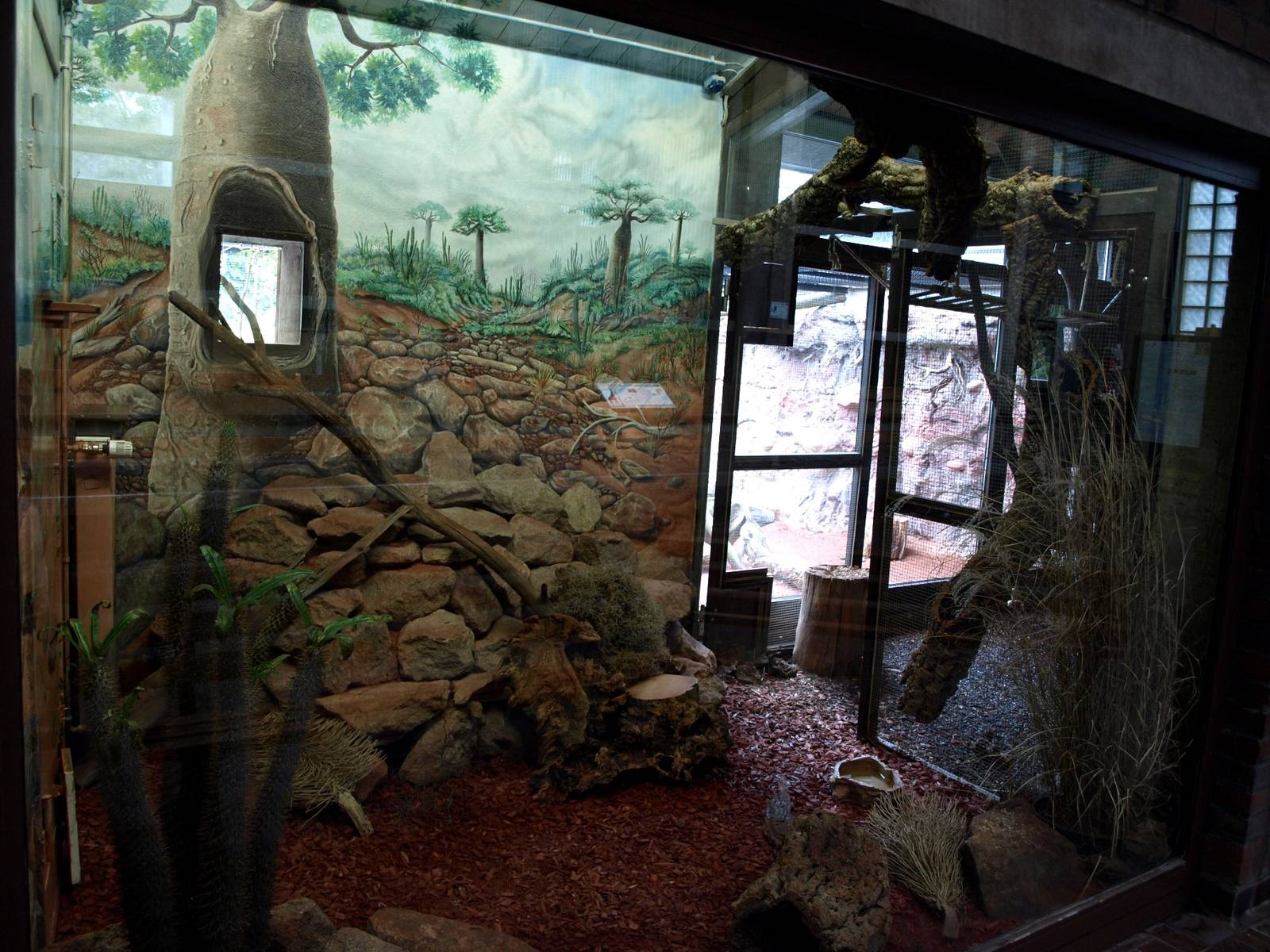 Cologne Zoo - Ring-tailed mongoose exhibit