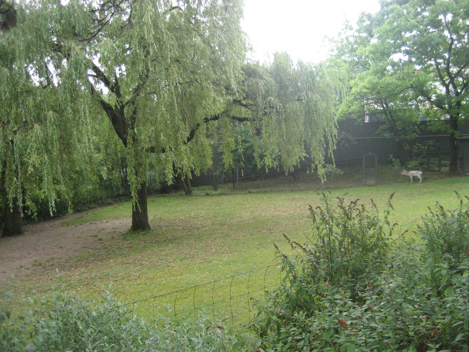 Cologne Zoo - Saiga exhibit
