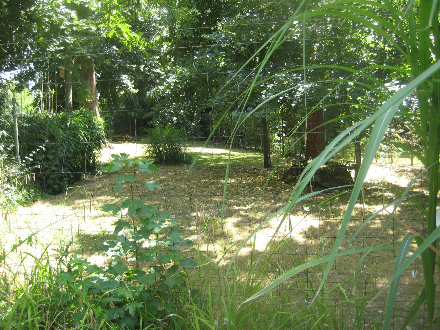 Cologne Zoo - Siberian crane exhibit
