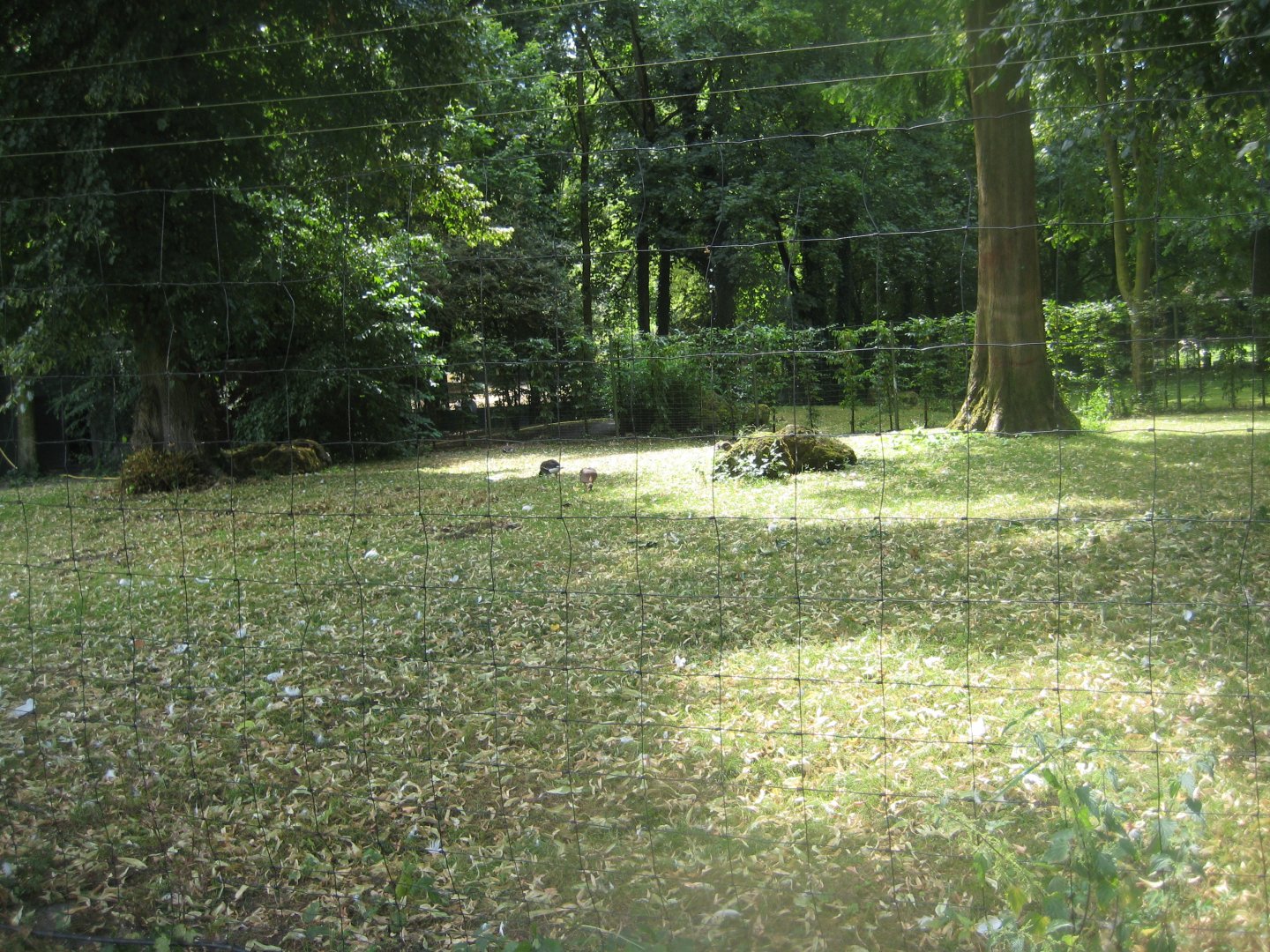 Cologne Zoo - Siberian crane exhibit