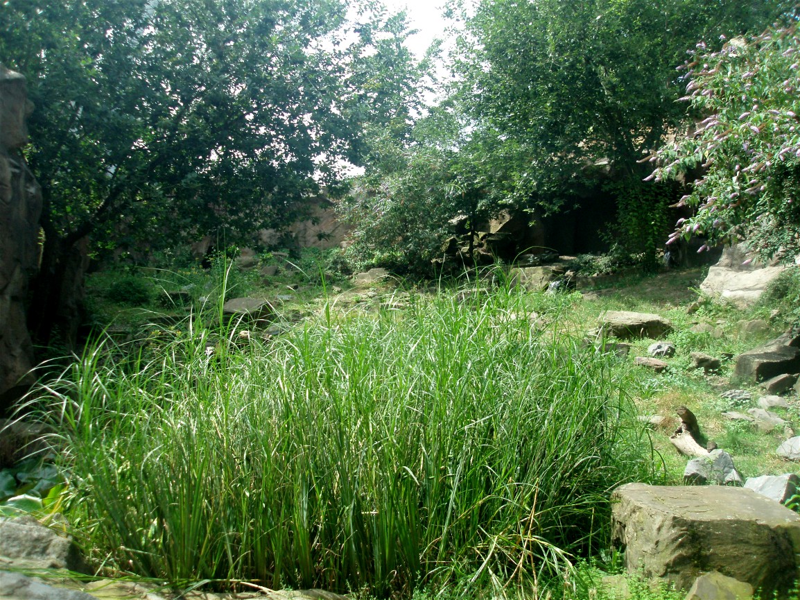 Cologne Zoo - Snow leopard exhibit