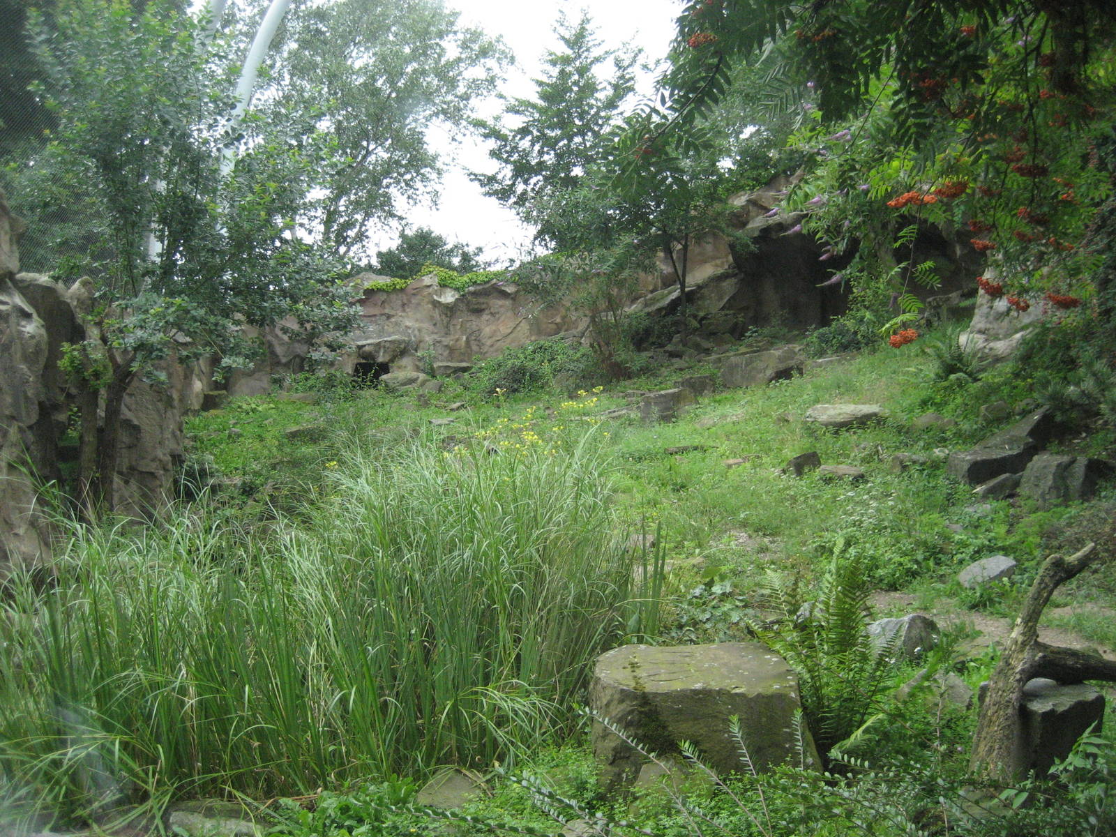 Cologne Zoo - Snow leopard exhibit