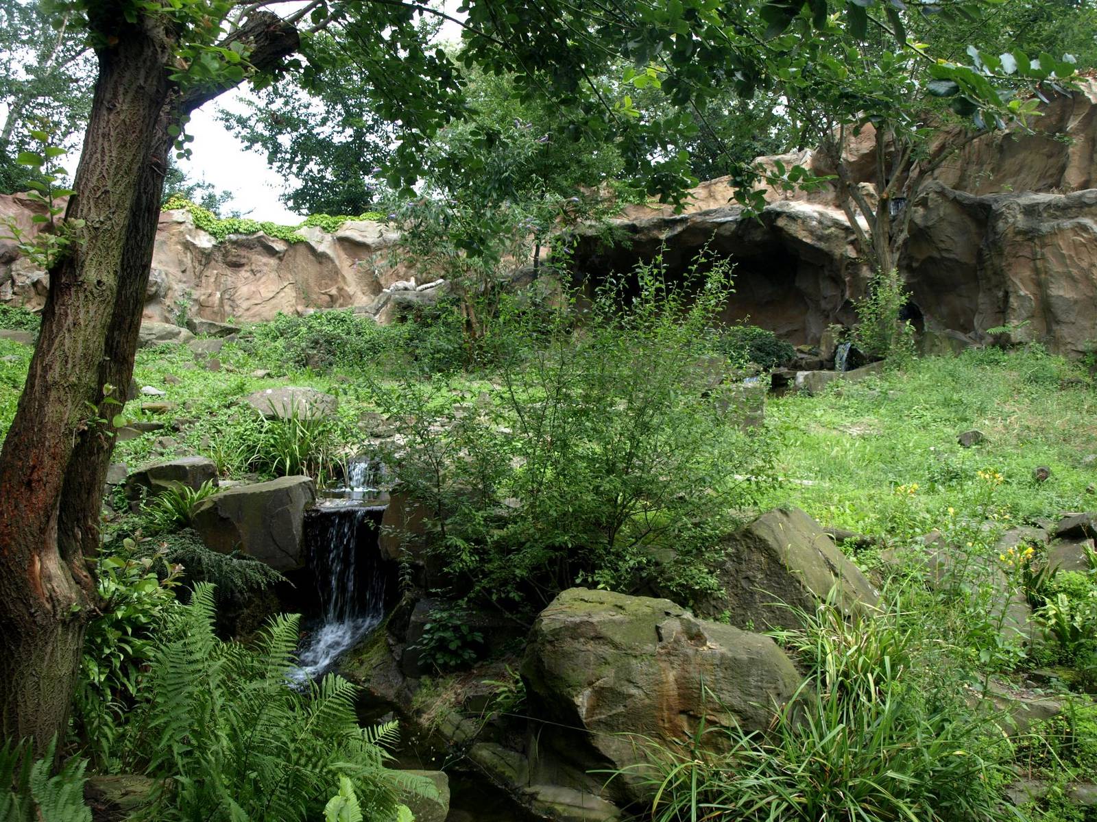 Cologne Zoo - Snow leopard exhibit