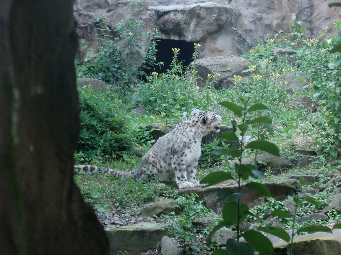 Cologne Zoo - Snow leopard