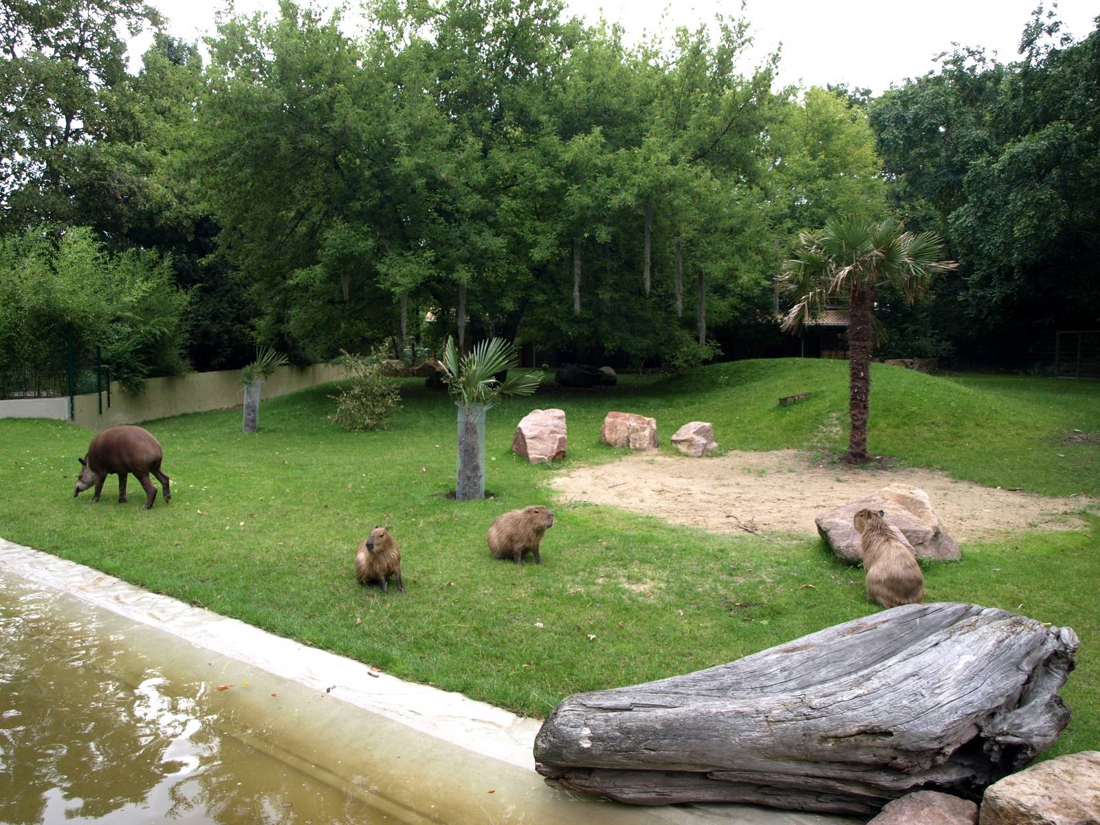 Cologne Zoo - South America exhibit