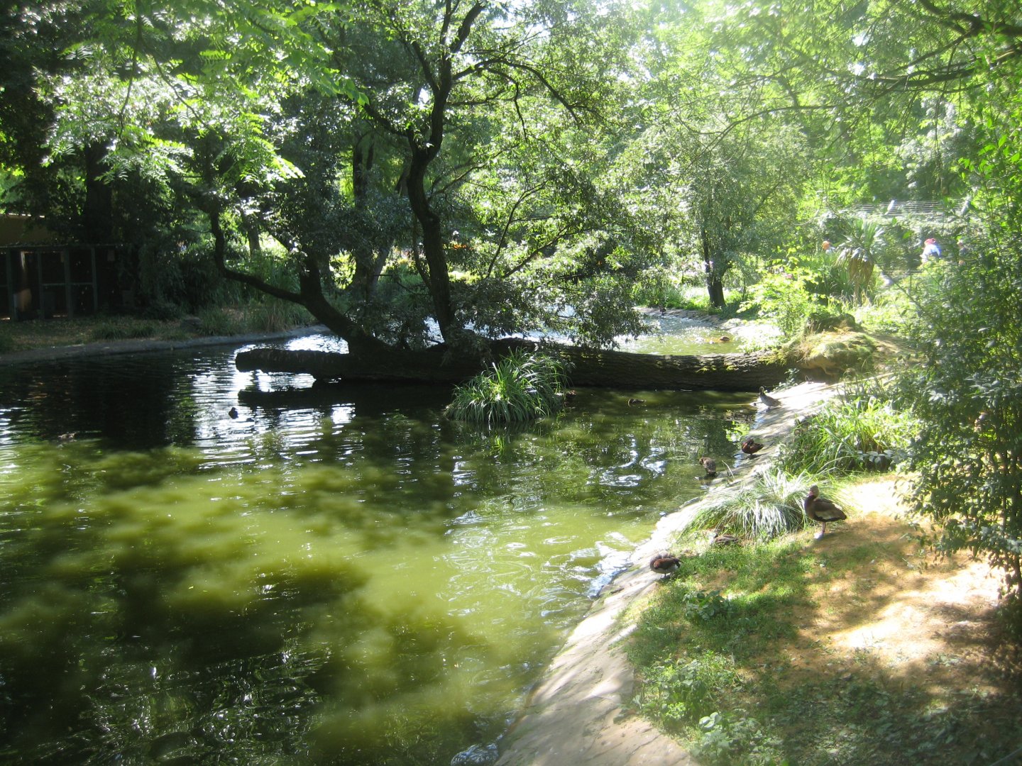 Cologne Zoo - South American duck exhibit