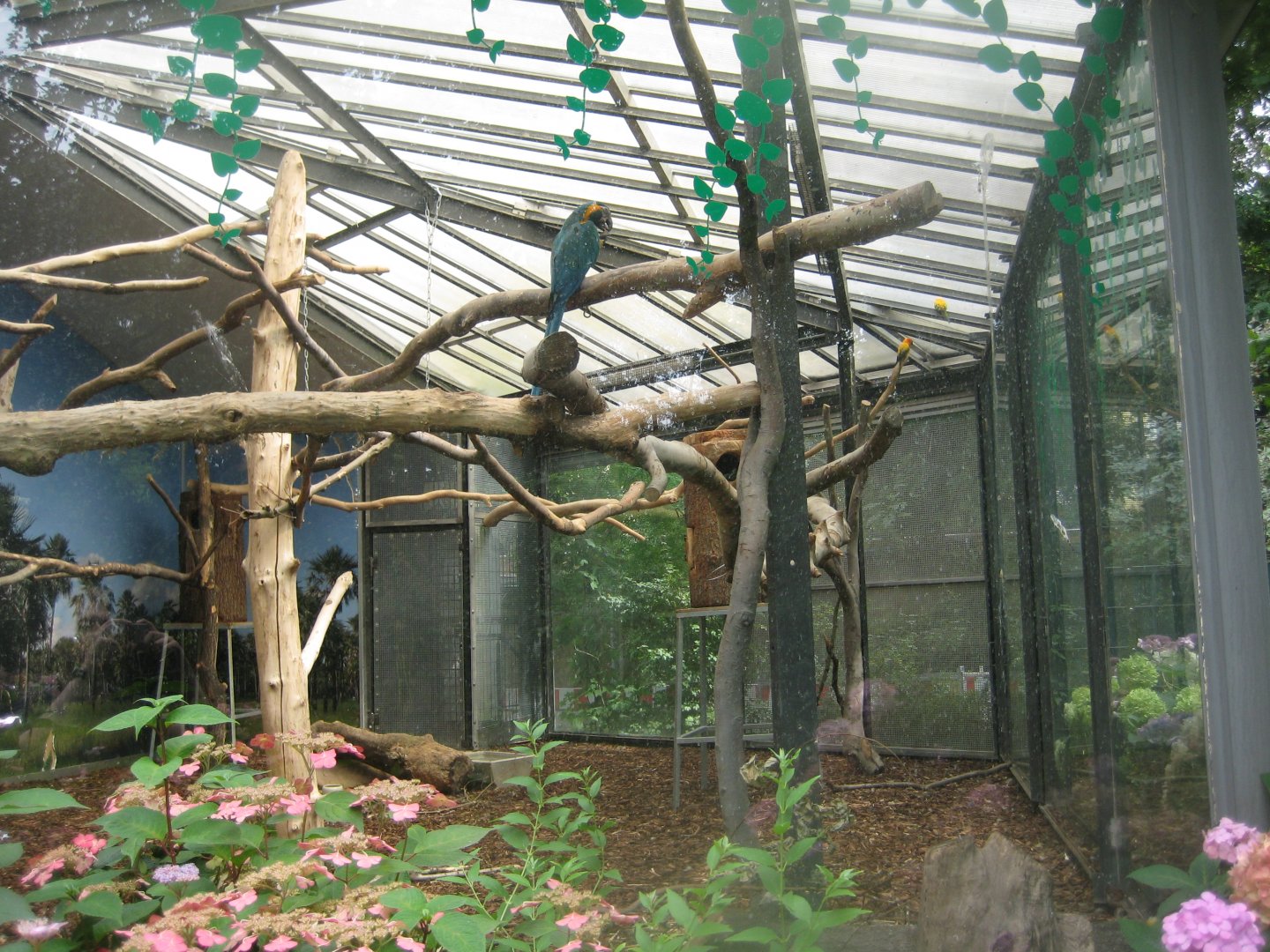 Cologne Zoo - South American parrot aviary