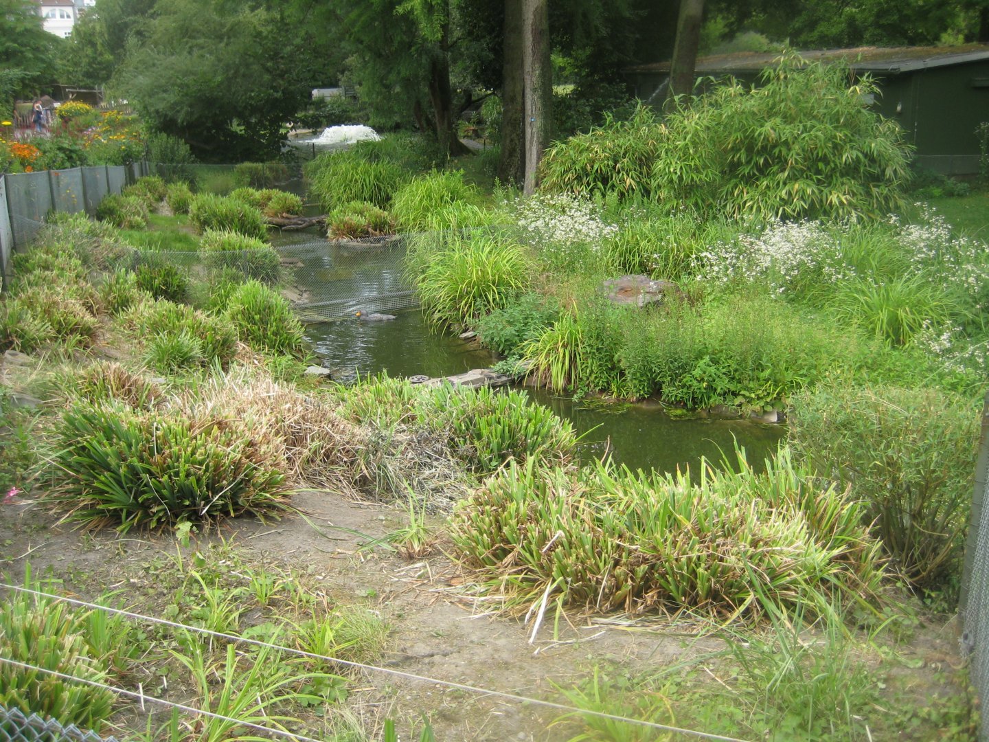Cologne Zoo - Steamer duck exhibit