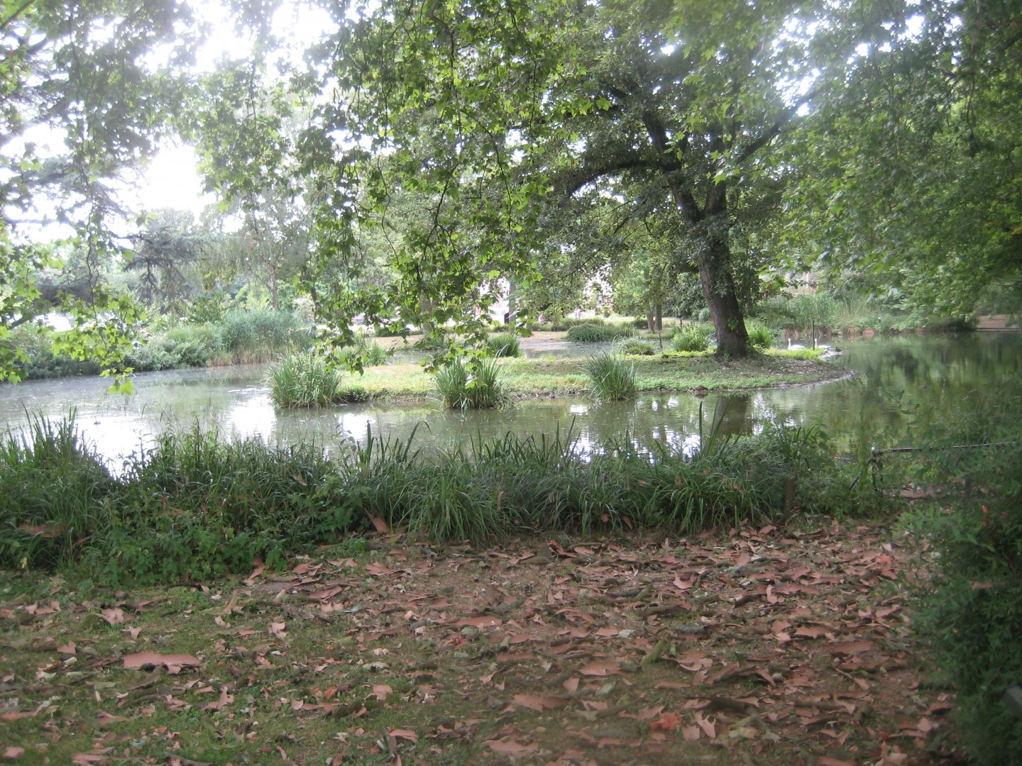 Cologne Zoo - Swan exhibit