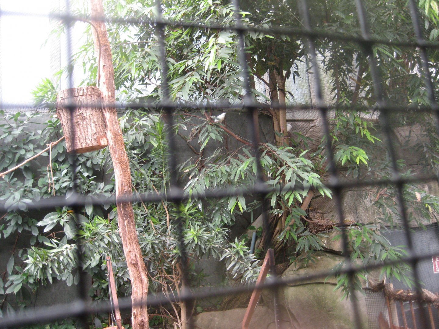 Cologne Zoo - Tropical house - Bali mynah aviary